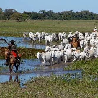 Pantanal Corumbá Ms — grupos de WhatsApp